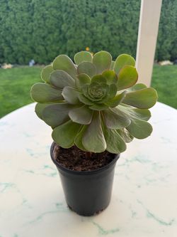 Aeonium 'Blushing Beauty' Blushing Aeonium (LIFE SUCCULENT - CACTUS)