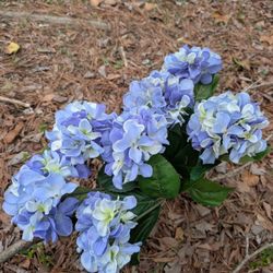 Hydrangea Bush