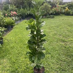 FIDDLE LEAF FIG (Trendy House Plant Air Purifying ) 3 Gallon Pot