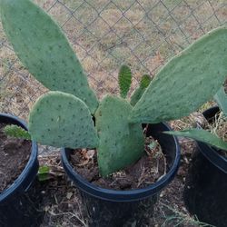 Nopal 