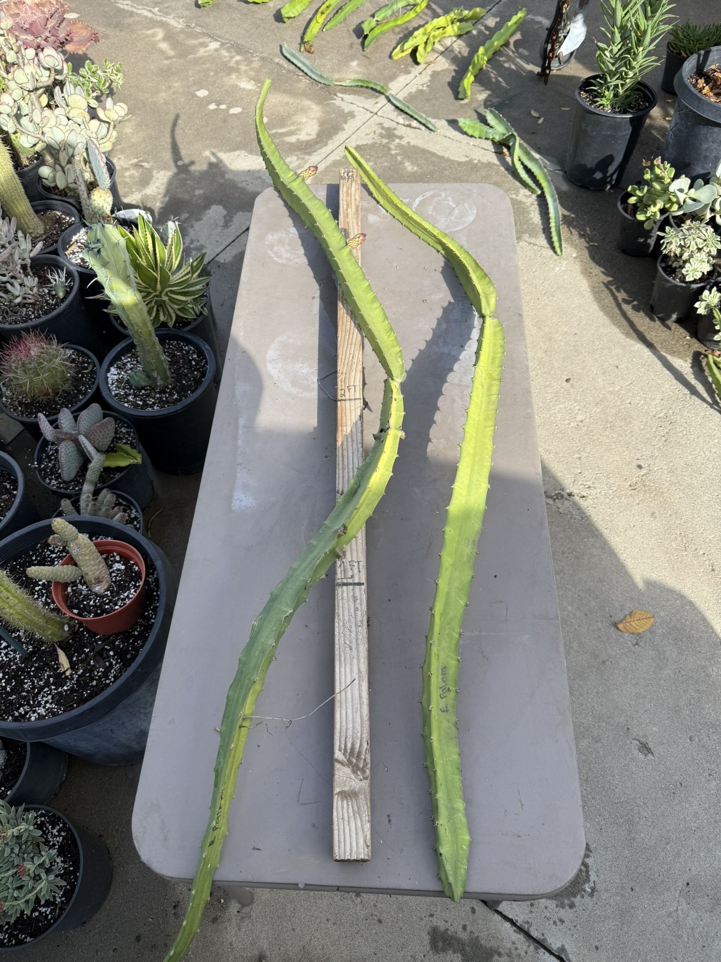 HUGE**** ‘ ECUADORIAN PALORA ‘ Dragon fruit cutting $15 #EPDFC01