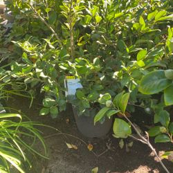 Privet Texanum Plant 