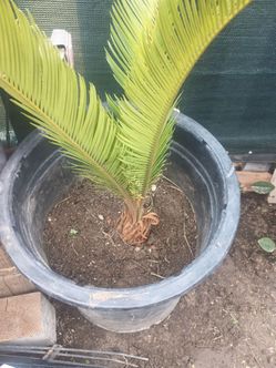 Cycas revoluta