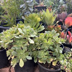 Succulent Plants 