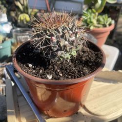 Cactus