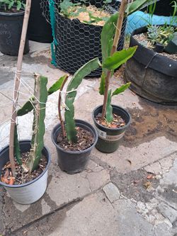 Pink dragon fruit (pitaya) plants and cuttings