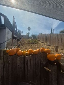 Pumpkins 🎃