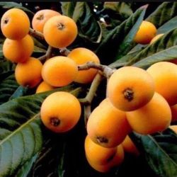 Planta Fruta