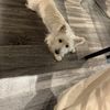 Maggie
