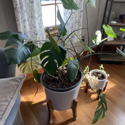Elephant Ear plant
