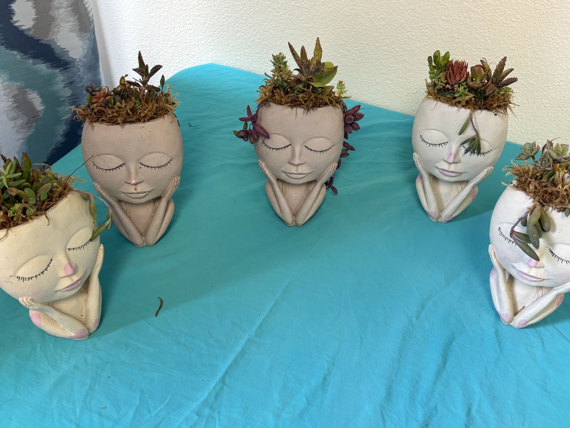 Succulent Arrangements