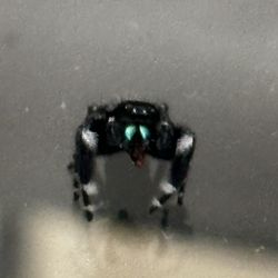 Bold Jumping Spider Juvinile  Enclosure Bundle