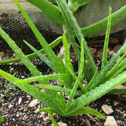 Aloe Vera Plant - Healthy Live Aloe Vera Succulent Plant