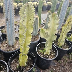 Euphorbia Ammak Cactus 