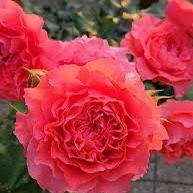 Rare European, Japan rose plants ,      Corail gelee