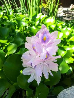 Pond plants 🌱