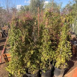 Pink star jasmin 15 gal