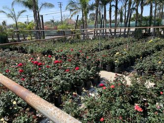 Rose bush