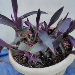 Purple Heart Plant In Plastic Pot 