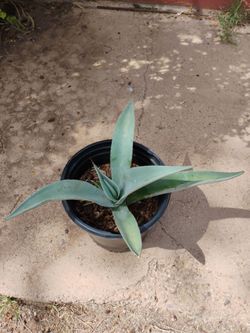 Agave