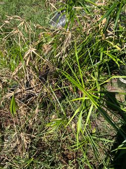 umbrella sedge or umbrella papyrus cleaning sale