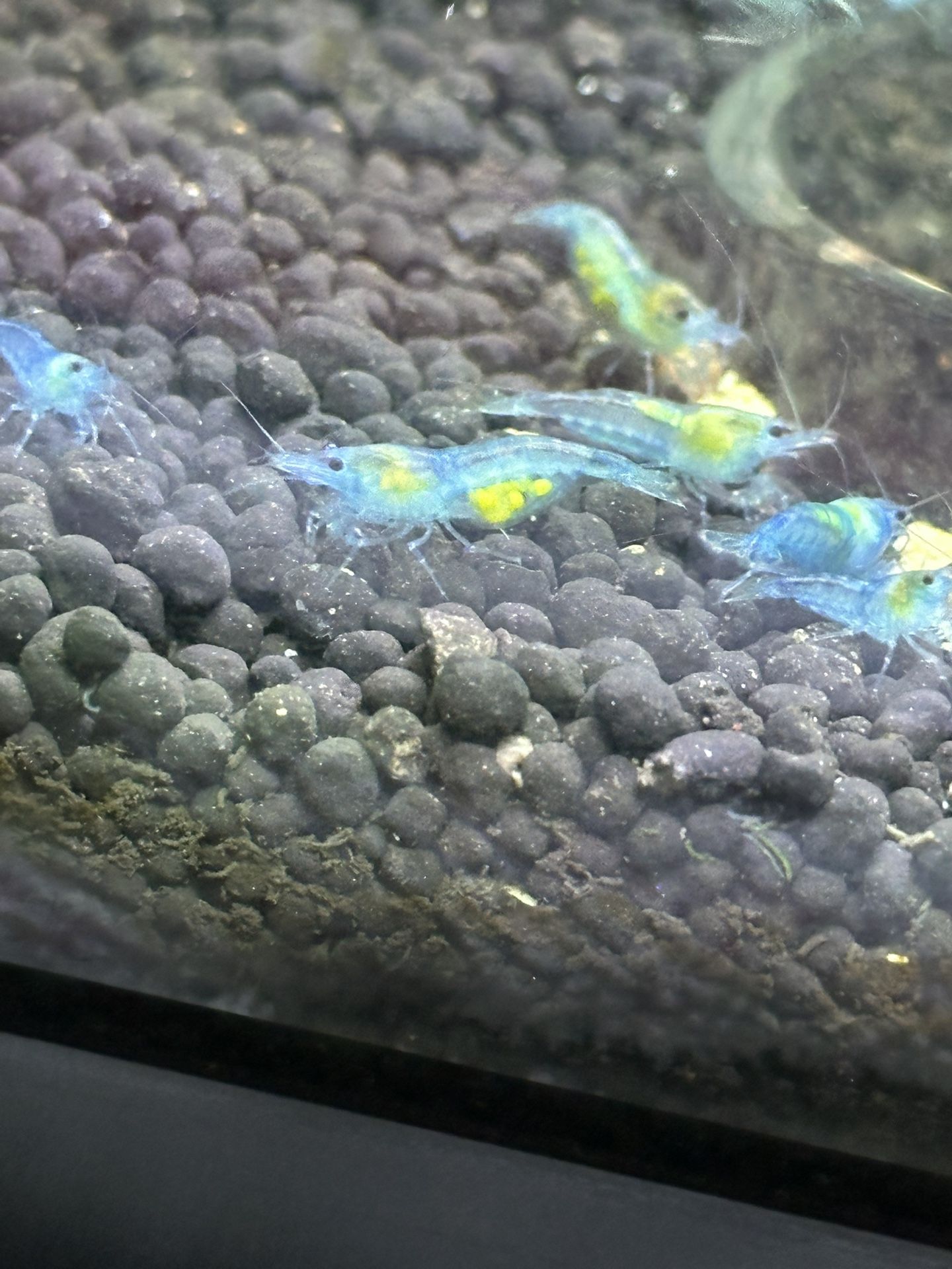 Blue Velvet Neocaradina Shrimp
