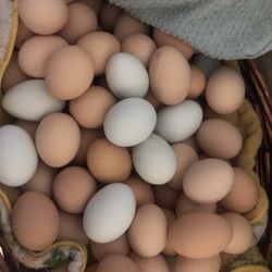 Organic Eggs $6 A Dozen