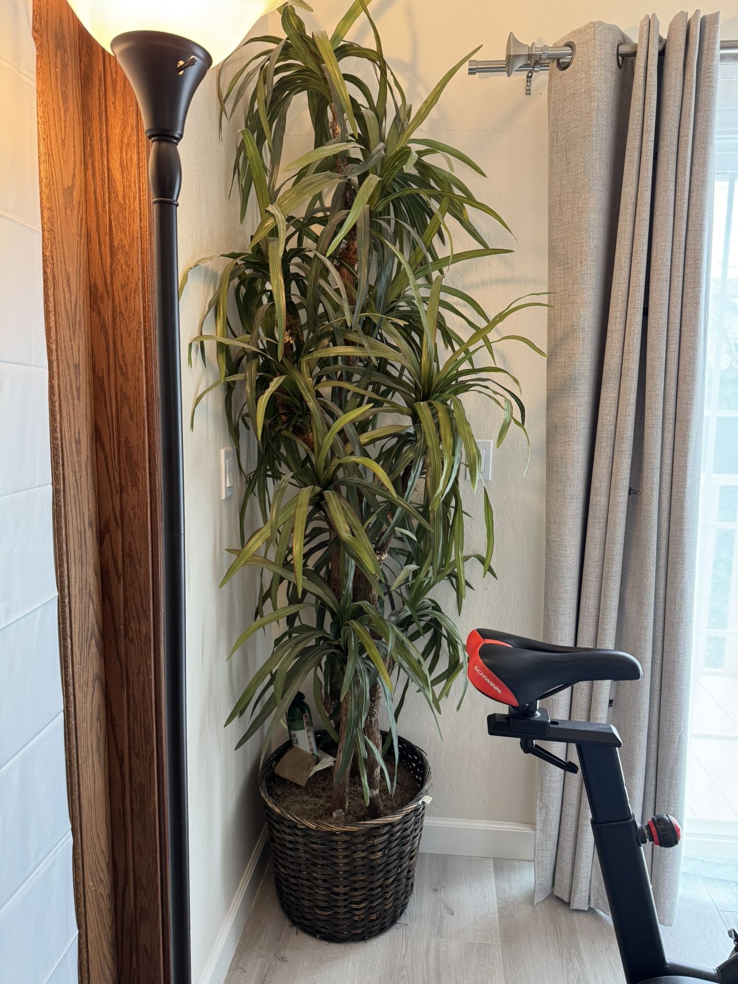 Very Tall Realistic Looking Indoor Plant