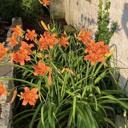 Edible Outdoor Flowers - DAY LILLIES or known to most locals as WILD TIGER LILLIES -