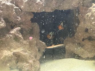 20 gallon Aquarium with clown fish