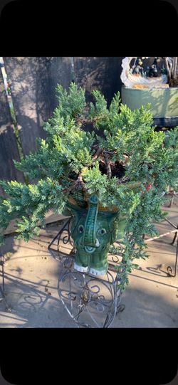 Bonsai Japanese garden Jennifer in an elephant pot Bonsai Japanese garden Juniper in an elephant pot