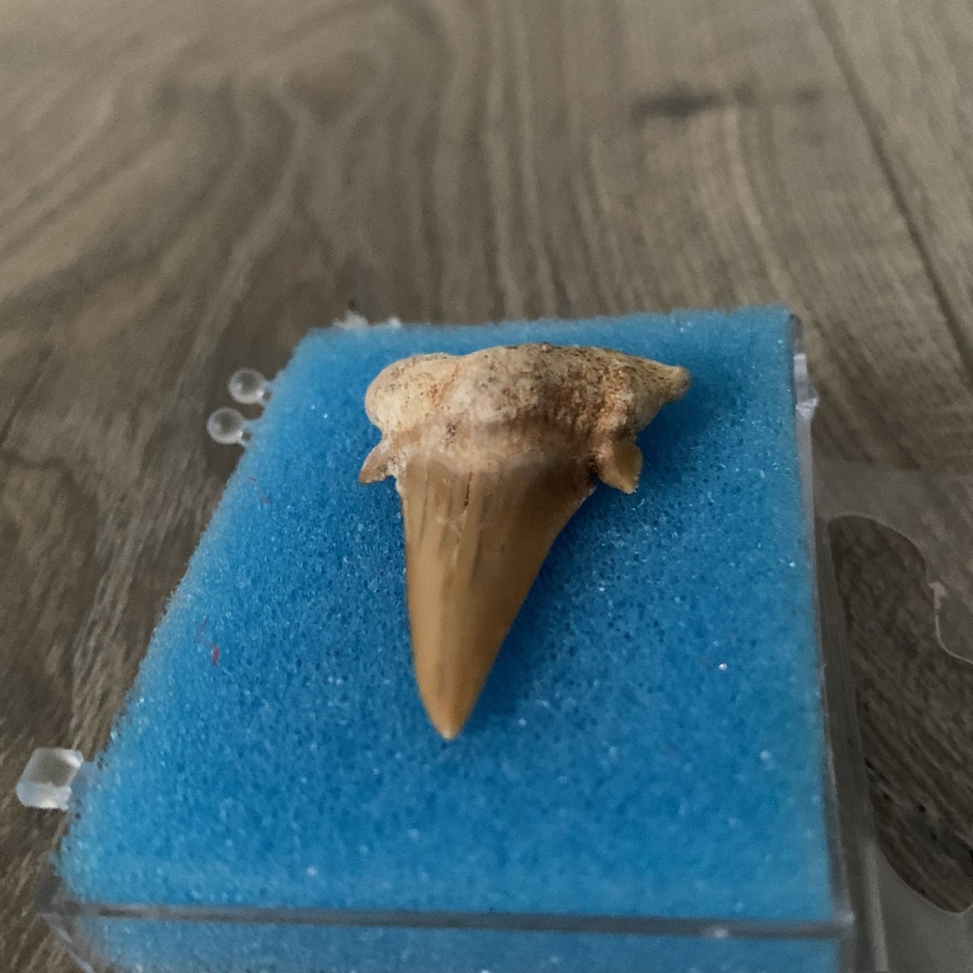 Shark Tooth