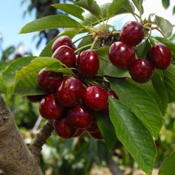 Grafted   Cherry, Apple, Guava, Avocado, Pear, Nectarine, Apricot, Plum, Peach   Trees