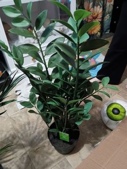 3 plants