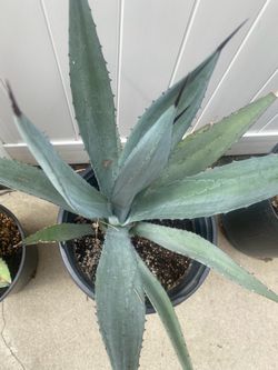 Blue Agave