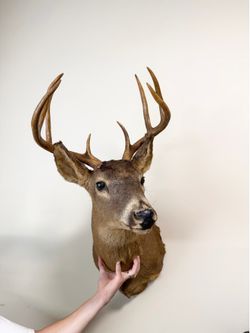 Whitetail Deer Shoulder Mount Taxidermy – Nice 8 Point Buck Wall Mount