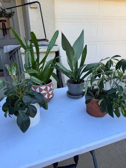 Healthy house plants!