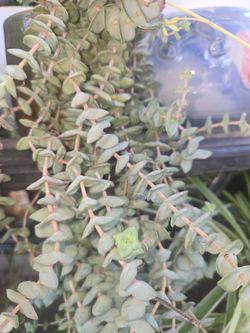 CRASSULA PERFORARTA SUCCULENT CUTTINGS .FOR.-SALE $1.50 Each...l