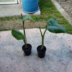 2 Giant Calla Lily  Plants 28 Inch Tall ( Alcatraz )