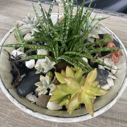 Succulent Arrangement