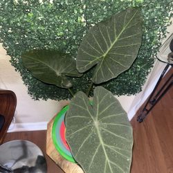 Regal Shield Alocasia