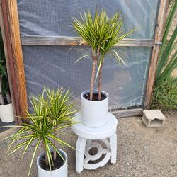 Dracaena Tricolor Plant 8" Nursery  Pot $10 Each