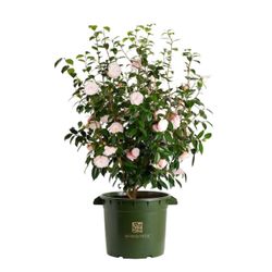 Monrovia Pink Nuccio's Pearl Camellia Flowering Shrub in 12.07 -Gallon Pot 1 -Pack