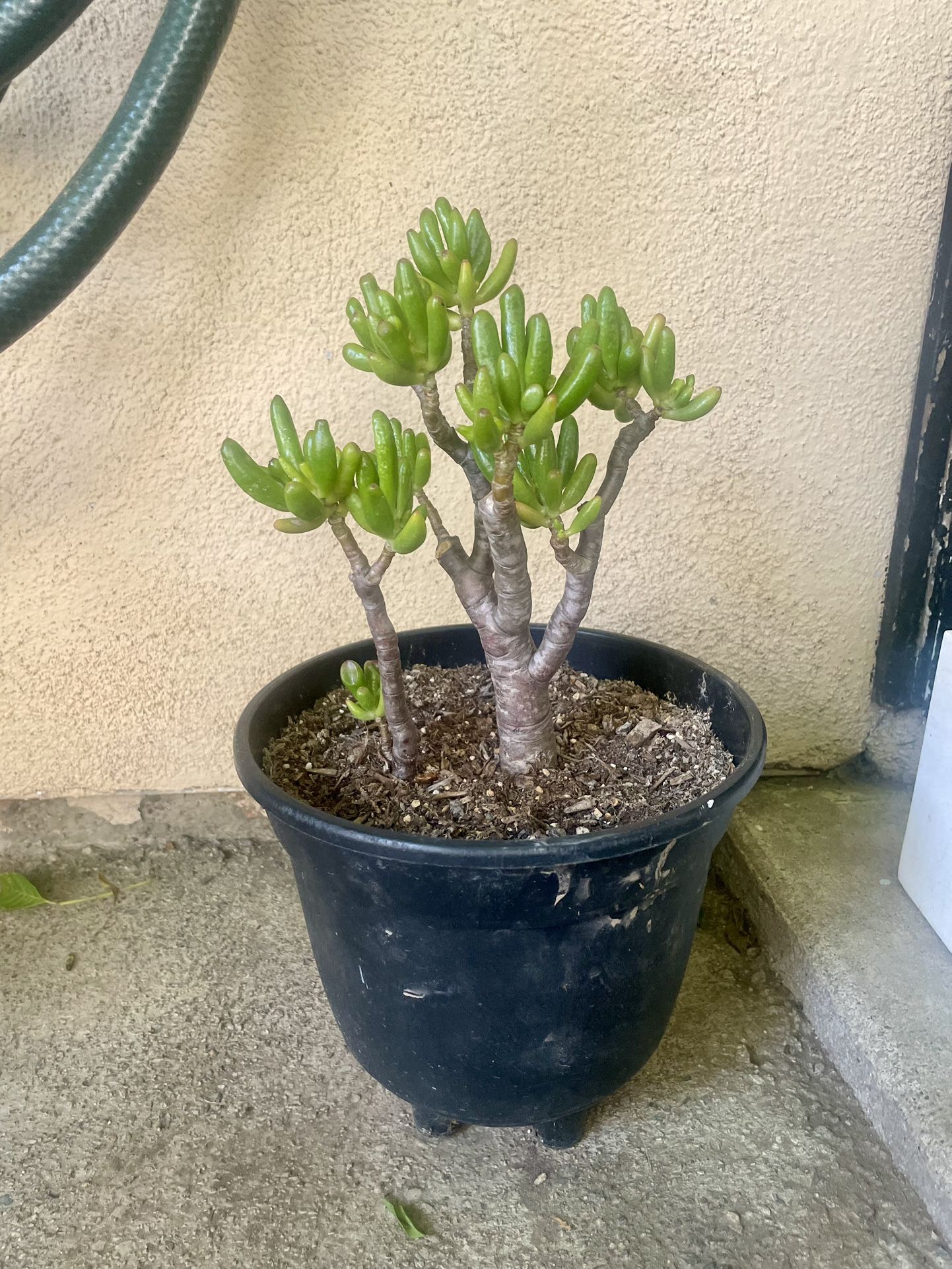succulent Shrek ears