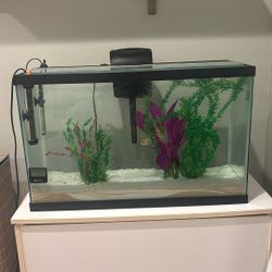 Goldfish With Fish Tank