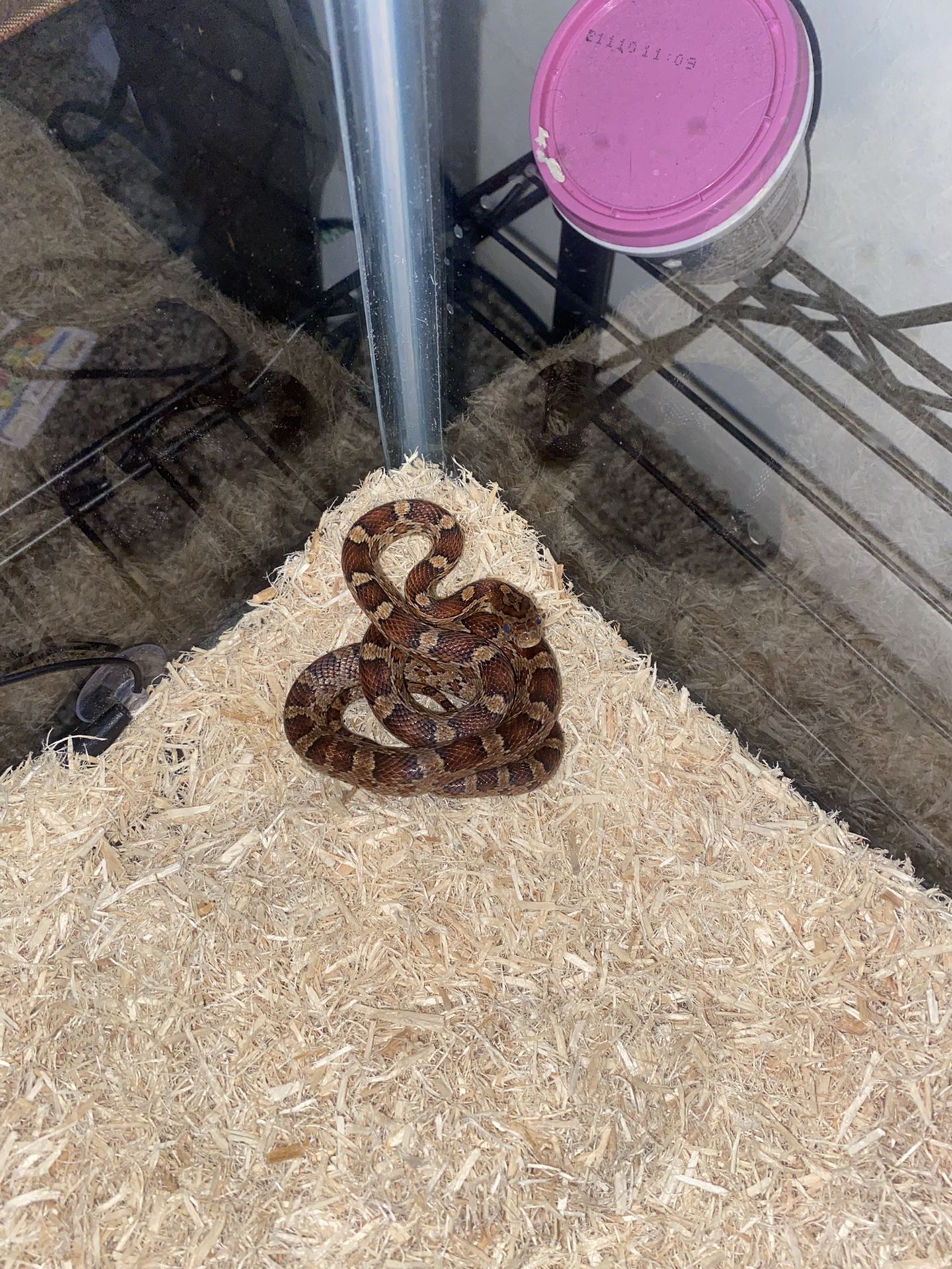 Baby Corn Snake