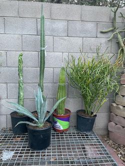 Cactus and Succulent Plant