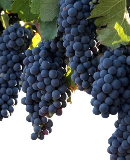 Champagne Seeded Grape Vine