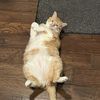 Mylo44