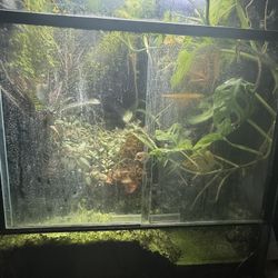 Bioactive Terrarium
